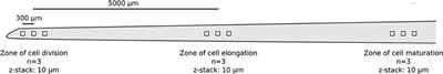 Recognizing Patterns: Spatial Analysis of Observed Microbial Colonization on Root Surfaces